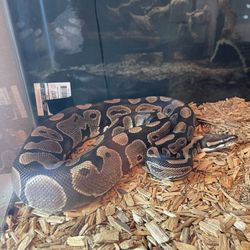 ball python enclosure 