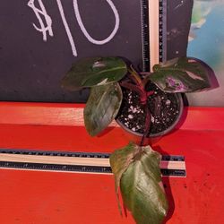 Philodendron Pink Princess 