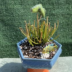 Fish On!!  - Succulent With Fish Jumping 