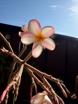 Cutting plumeria