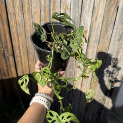 Medium Size Houseplants