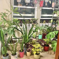 Indoor Plants Sale 15% OFF