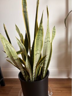 Silver Laurentii Snake Plant