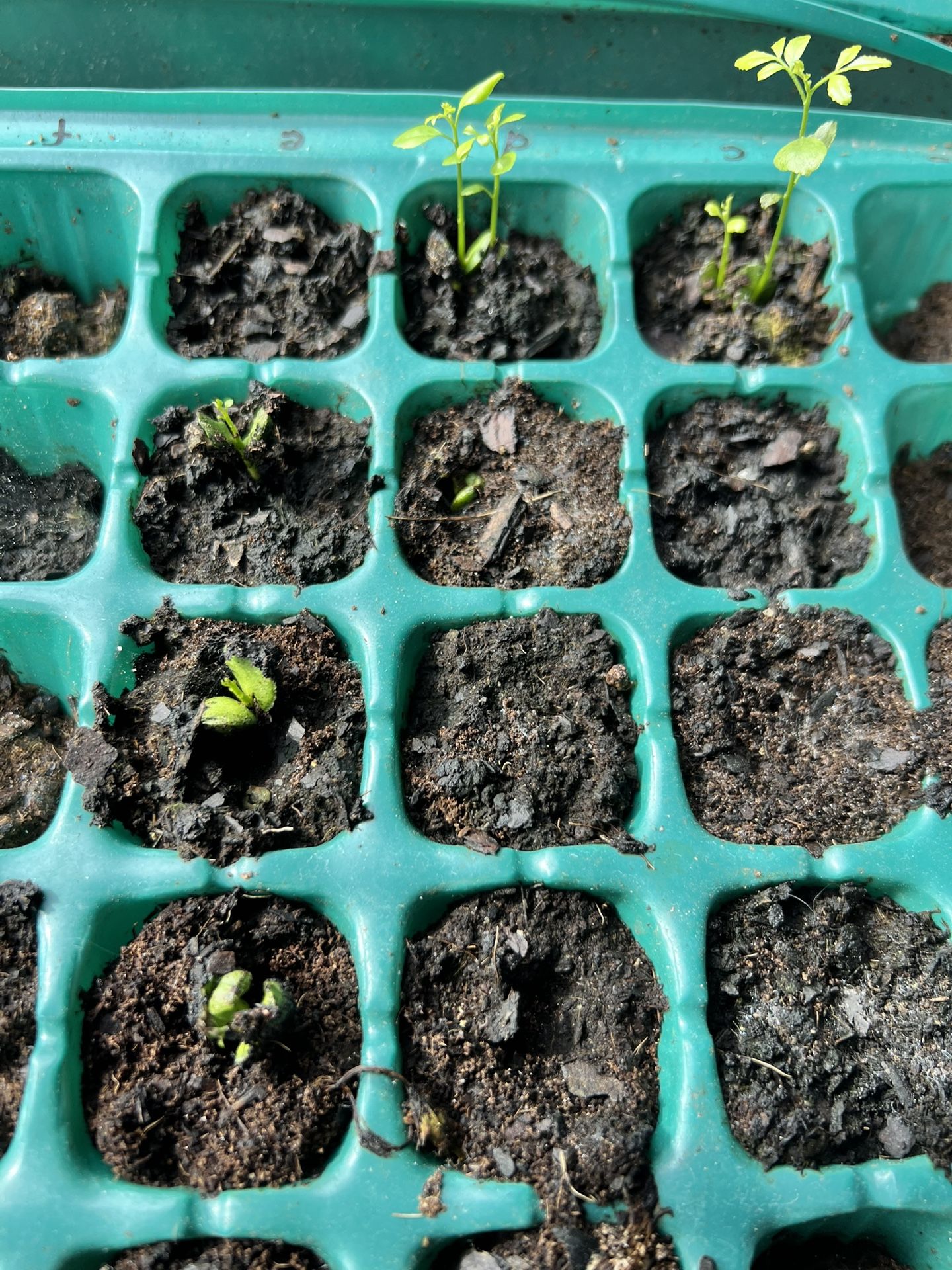 Germinated Curry leaf Seeds(4 Counts)