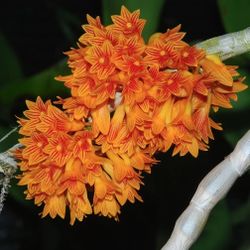 LIVE PLANT 2ft Dendrobium topaziacum bullenianum orchid