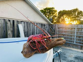 Custom lobster taxidermy mounts