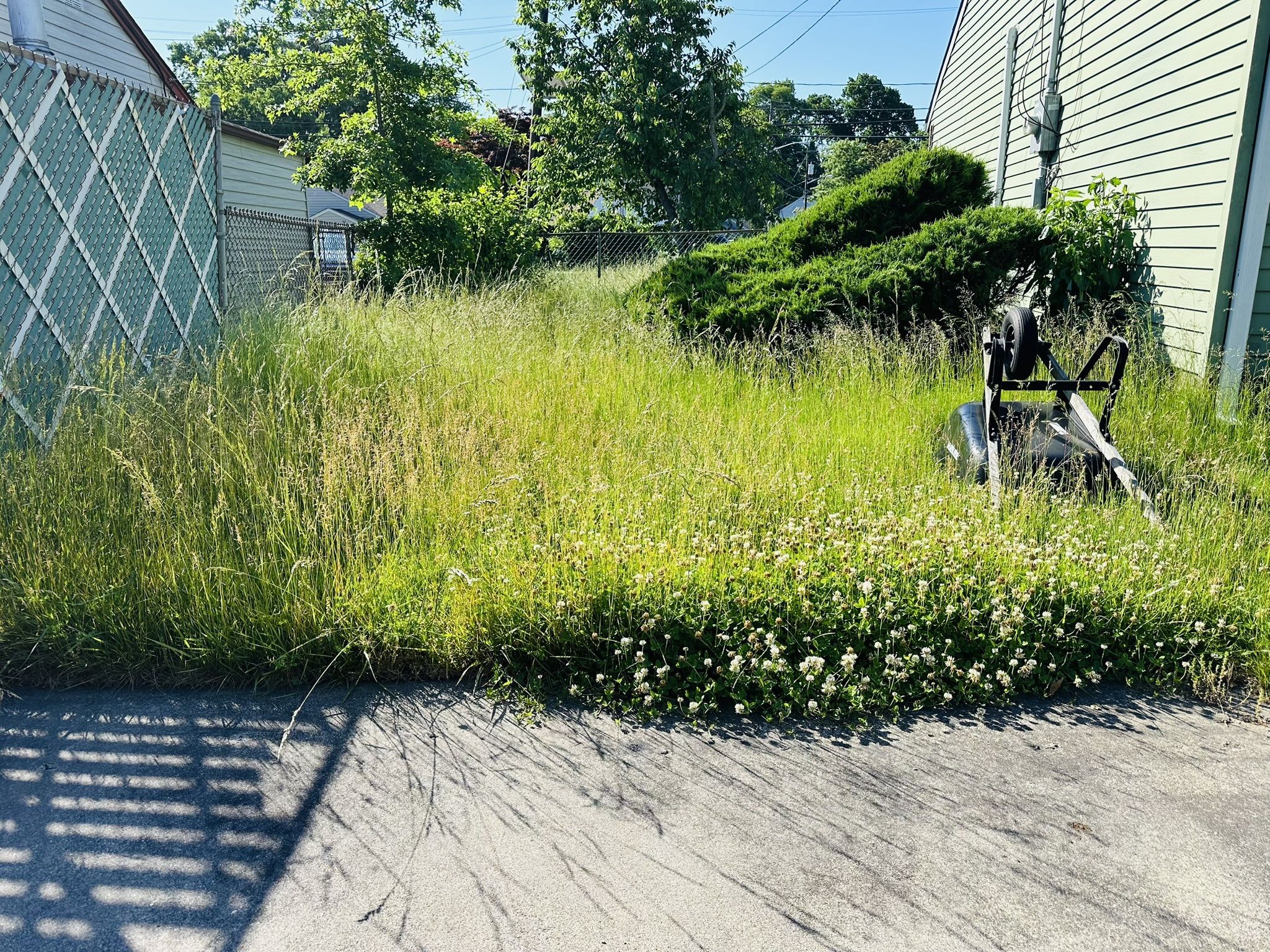 Grass