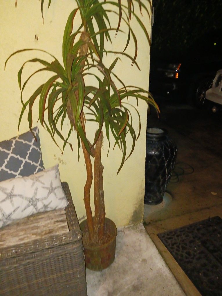 6ft+ Gorgeous Artificial Tree Plant 15 Firm