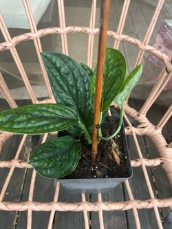 Monstera Peru Plant