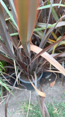 New Zealand flax