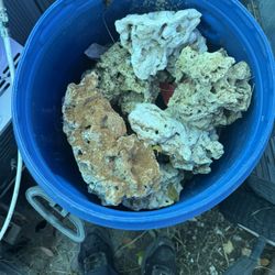 Live Rock, Live Sand And To Filter $60 OBO