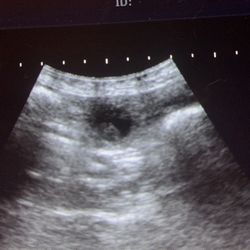 Dog And Cat Ultrasounds 