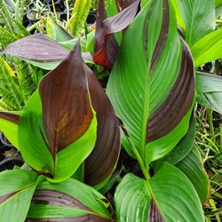 Canna Cleaopatra