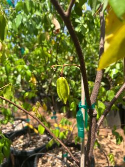 Star fruit (carambola) trees