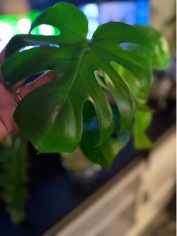 Monstera Deliciosa