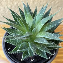 Succulent Plant 🪴 