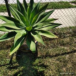 A T T E N U A T A Agave Succulent Plant