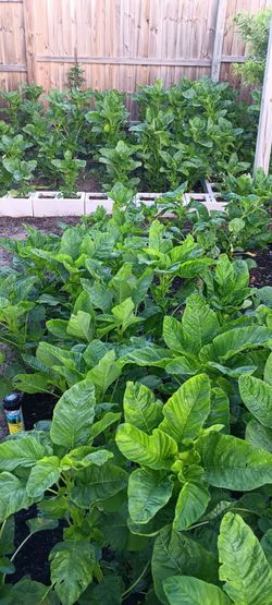 Callaloo - Fresh Green Organic