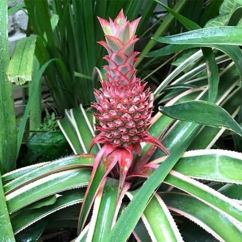 Exotic Pink Pineapple Plant, Not Edible