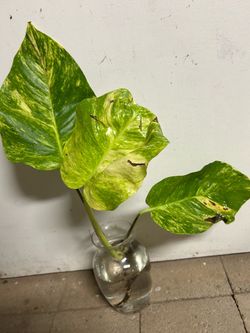 Giant Hawaiian pothos second photo example mother of plant