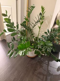Large ZZ Plant in White Pot