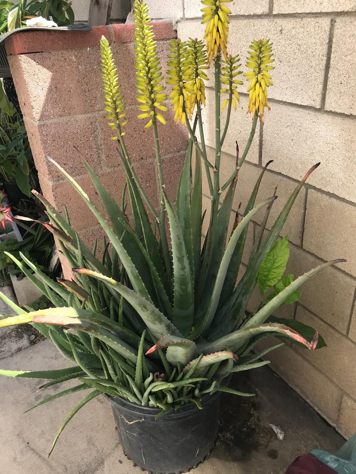 savila plants Aloe Vera – WARDA Plants main image 0