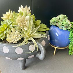 Planted Succulent Home decor