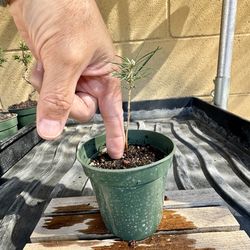 japanese black pine tree  non-styled 2yr-old seedling $15