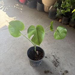 Monstera Deliciosa Plant 
