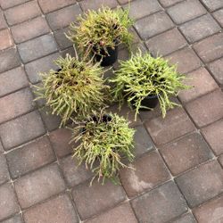 AMOR DE UN RATO  DIFERENTES COLORES 