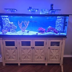 Salt Water Aquarium 125 Gal W/5 Fish EVERYTHING NEEDED!