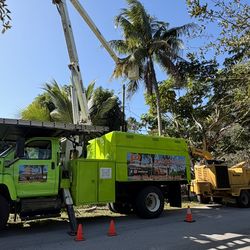 Palm and tree trimming