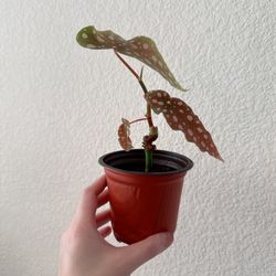 4” Begonia Maculata