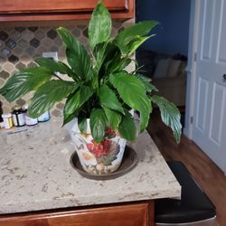 Peace lily, Spathiphyllum, Live Indoor Plant,   