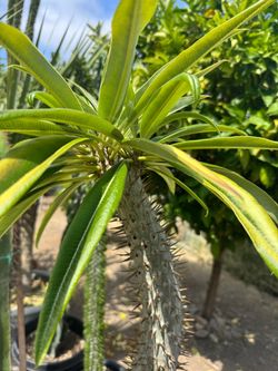 Large Madagascar Palm