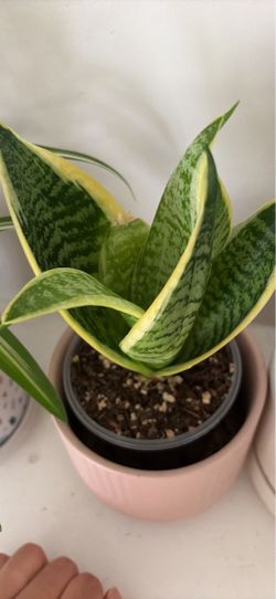 Snake Plant