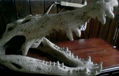 Alligator replica skull
