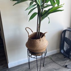 Fake Plant And Stand