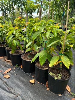 3g Grafted Avocado Trees