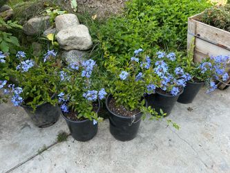 Blue flamingo 5 gallon pot 15$ each