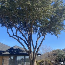 GOOD PRICE ON 🌳🌳Removal 