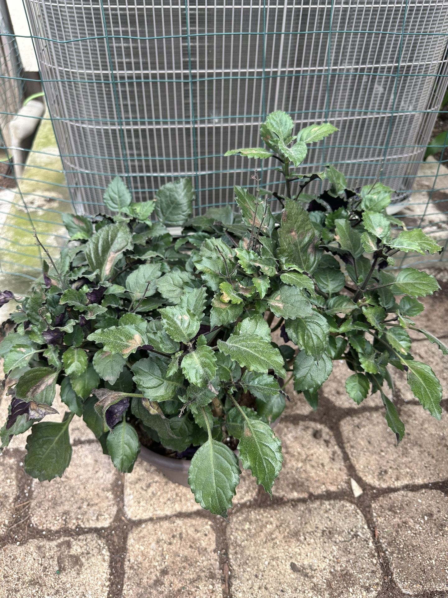 Purple Plant $10