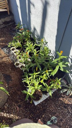 Milkweed plants