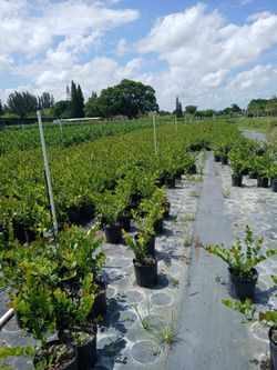 Cocoplom 3g.   17 Pulgadas   Altura