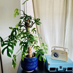 Split-leaf Philodendron (Climbing Variety)