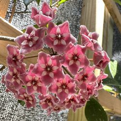 Hoya Pubicalyx Splash 10” Pot / Rare Tropical Houseplant/ Pink Flower Wax Plant 