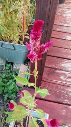 Cockscomb Flower
