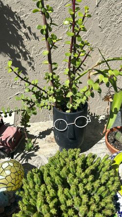 Beautiful Plant In Ceramic Pot
