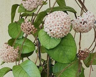 Hoya Fungii