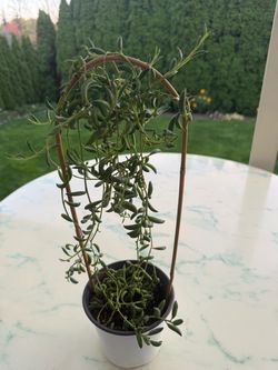 String of Fishhooks / String of Bananas - Unique Trailing LIFE Succulent (Out/In Door Life Plant)